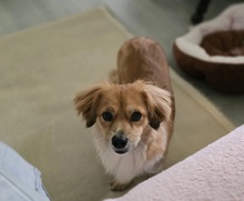 ELENORA, Hund, Mischlingshund in Kallmünz - Bild 2