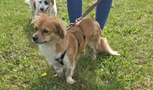 ELENORA, Hund, Mischlingshund in Kallmünz - Bild 3
