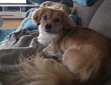 ELENORA, Hund, Mischlingshund in Kallmünz - Bild 4