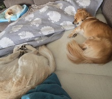 ELENORA, Hund, Mischlingshund in Kallmünz - Bild 5