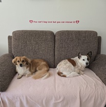ELENORA, Hund, Mischlingshund in Kallmünz - Bild 6