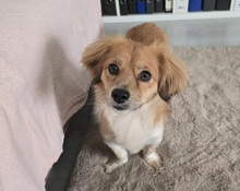 ELENORA, Hund, Mischlingshund in Kallmünz - Bild 7