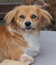 ELENORA, Hund, Mischlingshund in Kallmünz - Bild 8
