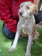 WINNY, Hund, Mischlingshund in Rumänien - Bild 1