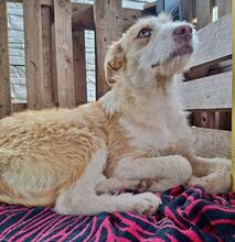 WINNY, Hund, Mischlingshund in Rumänien - Bild 11