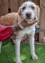 WINNY, Hund, Mischlingshund in Rumänien - Bild 12