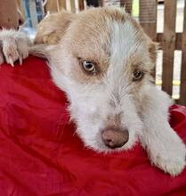 WINNY, Hund, Mischlingshund in Rumänien - Bild 13