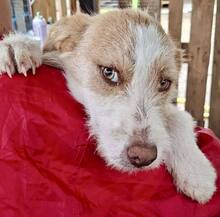 WINNY, Hund, Mischlingshund in Rumänien - Bild 14