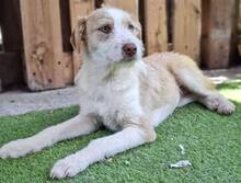 WINNY, Hund, Mischlingshund in Rumänien - Bild 15