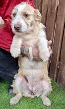 WINNY, Hund, Mischlingshund in Rumänien - Bild 4