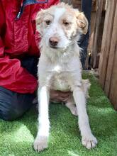 WINNY, Hund, Mischlingshund in Rumänien - Bild 7
