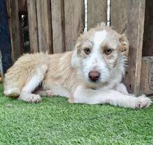 WINNY, Hund, Mischlingshund in Rumänien - Bild 9