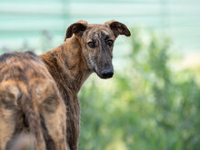 TURBO, Hund, Galgo Español in Spanien - Bild 1