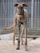 TURBO, Hund, Galgo Español in Spanien - Bild 2