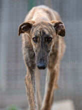 TURBO, Hund, Galgo Español in Spanien - Bild 3