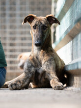 TURBO, Hund, Galgo Español in Spanien - Bild 4