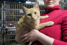 EVA, Katze, Europäisch Kurzhaar in Italien - Bild 1