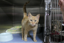 EVA, Katze, Europäisch Kurzhaar in Italien - Bild 2