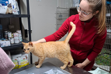 EVA, Katze, Europäisch Kurzhaar in Italien - Bild 3