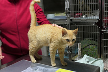 EVA, Katze, Europäisch Kurzhaar in Italien - Bild 5