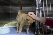 EVA, Katze, Europäisch Kurzhaar in Italien - Bild 6