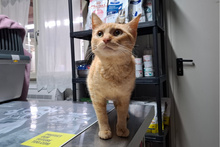 EVA, Katze, Europäisch Kurzhaar in Italien - Bild 8