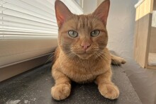 EVA, Katze, Europäisch Kurzhaar in Köln