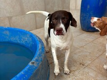MONA, Hund, altdänischer Vorstehhund in Malta - Bild 1