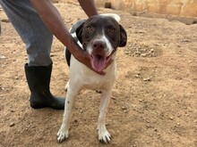 MONA, Hund, altdänischer Vorstehhund in Malta - Bild 2