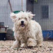 BALI, Hund, Mischlingshund in Rumänien - Bild 1