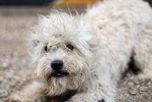 BALI, Hund, Mischlingshund in Rumänien - Bild 2