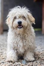 BALI, Hund, Mischlingshund in Rumänien - Bild 3