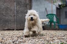 BALI, Hund, Mischlingshund in Rumänien - Bild 4