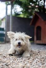 BALI, Hund, Mischlingshund in Rumänien - Bild 5