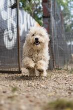 BALI, Hund, Mischlingshund in Rumänien - Bild 7