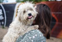 BALI, Hund, Mischlingshund in Rumänien - Bild 8
