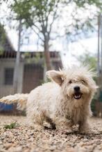 BALI, Hund, Mischlingshund in Rumänien - Bild 9