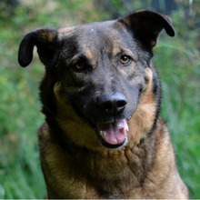 SNIPER, Hund, Deutscher Schäferhund-Mix in Kroatien - Bild 1