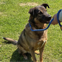 SNIPER, Hund, Deutscher Schäferhund-Mix in Kroatien - Bild 10