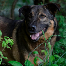 SNIPER, Hund, Deutscher Schäferhund-Mix in Kroatien - Bild 2