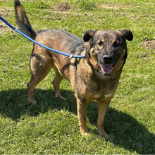 SNIPER, Hund, Deutscher Schäferhund-Mix in Kroatien - Bild 3