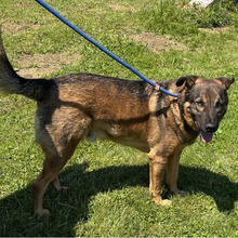 SNIPER, Hund, Deutscher Schäferhund-Mix in Kroatien - Bild 4