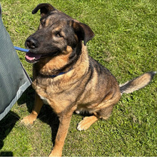 SNIPER, Hund, Deutscher Schäferhund-Mix in Kroatien - Bild 5