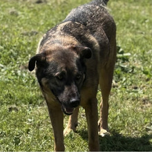 SNIPER, Hund, Deutscher Schäferhund-Mix in Kroatien - Bild 6