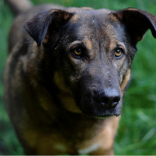 SNIPER, Hund, Deutscher Schäferhund-Mix in Kroatien - Bild 7