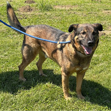 SNIPER, Hund, Deutscher Schäferhund-Mix in Kroatien - Bild 8
