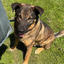 SNIPER, Hund, Deutscher Schäferhund-Mix in Kroatien - Bild 9