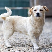 SPARKIE, Hund, Mischlingshund in Rumänien - Bild 1
