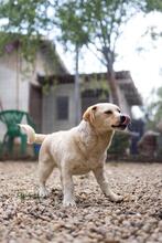 SPARKIE, Hund, Mischlingshund in Rumänien - Bild 10