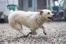 SPARKIE, Hund, Mischlingshund in Rumänien - Bild 2